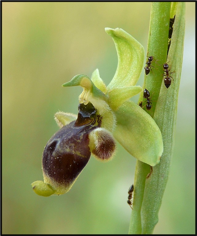 Ophrys del Gargano